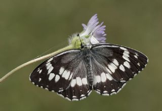 Kara Melike (Melanargia syriaca)