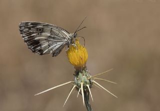 Kara Melike&nbsp;(Melanargia&nbsp;syriaca)