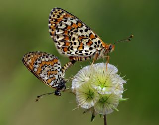 Gzel parhan (Melitaea trivia)