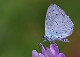 Kutsal Mavi (Celastrina argiolus)