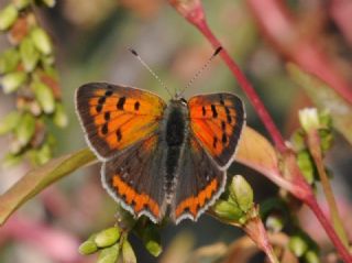 Benekli Bakr Gzeli (Lycaena phlaeas)