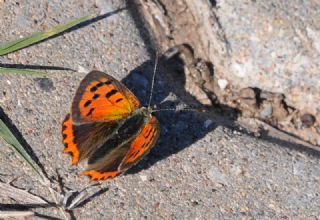 Benekli Bakr Gzeli (Lycaena phlaeas)