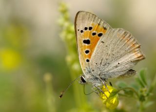 Benekli Bakr Gzeli (Lycaena phlaeas)