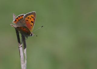 Benekli Bakr Gzeli (Lycaena phlaeas)