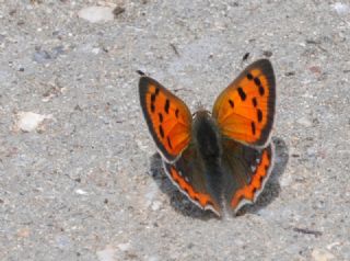 Benekli Bakr Gzeli (Lycaena phlaeas)