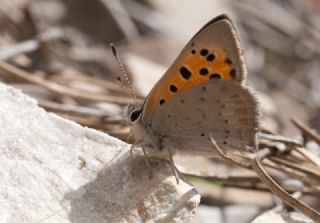 Benekli Bakr Gzeli (Lycaena phlaeas)
