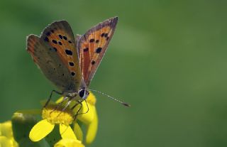 Benekli Bakr Gzeli (Lycaena phlaeas)