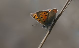 Benekli Bak�r G�zeli&nbsp;(Lycaena&nbsp;phlaeas)