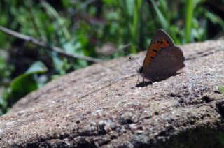 Benekli Bak�r G�zeli&nbsp;(Lycaena&nbsp;phlaeas)