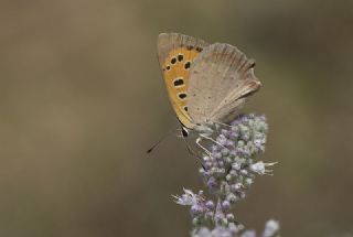 Benekli Bak�r G�zeli&nbsp;(Lycaena&nbsp;phlaeas)