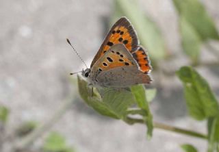 Benekli Bakr Gzeli (Lycaena phlaeas)