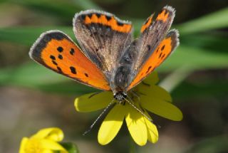 Benekli Bakr Gzeli (Lycaena phlaeas)