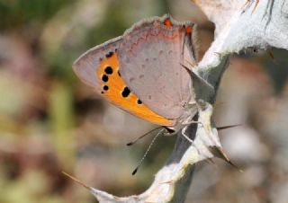 Benekli Bakr Gzeli (Lycaena phlaeas)