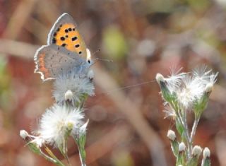 Benekli Bakr Gzeli (Lycaena phlaeas)