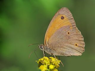 �ay�r Esmeri&nbsp;(Maniola&nbsp;jurtina)