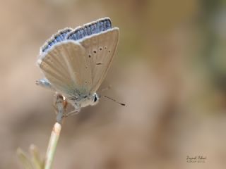 okgzl Teresya, Saimbeyli Mavisi (Polyommatus theresiae)