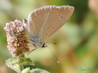 okgzl Teresya, Saimbeyli Mavisi (Polyommatus theresiae)