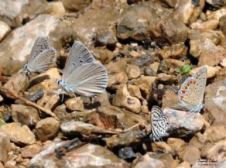 okgzl Teresya, Saimbeyli Mavisi (Polyommatus theresiae)