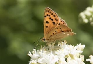 Orman Bakr Gzeli (Lycaena virgaureae)