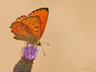 Orman Bakr Gzeli (Lycaena virgaureae)
