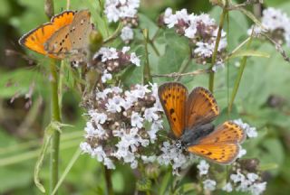 Orman Bakr Gzeli (Lycaena virgaureae)