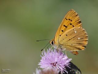 Orman Bakr Gzeli (Lycaena virgaureae)