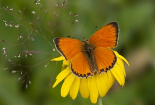 Orman Bakr Gzeli (Lycaena virgaureae)