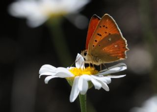 Orman Bak�r G�zeli&nbsp;(Lycaena&nbsp;virgaureae)