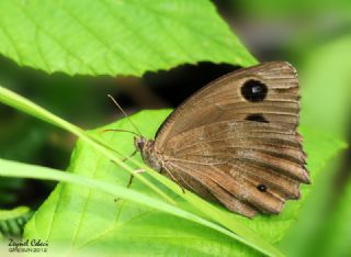 Kara Hayalet (Minois dryas)