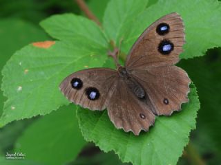 Kara Hayalet (Minois dryas)