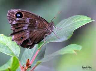 Kara Hayalet (Minois dryas)