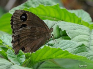 Kara Hayalet (Minois dryas)
