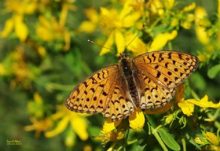 Gzel nci (Argynnis aglaja)