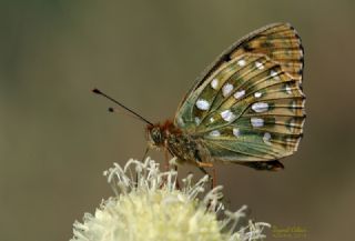 Gzel nci (Argynnis aglaja)