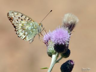 Gzel nci (Argynnis aglaja)