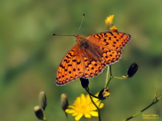 Gzel nci (Argynnis aglaja)