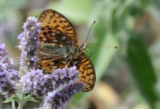 Gzel nci (Argynnis aglaja)