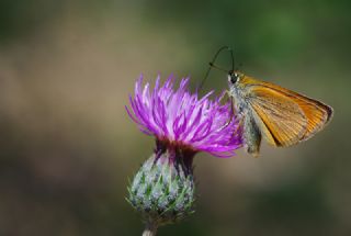 Sar Antenli Zpzp (Thymelicus sylvestris)