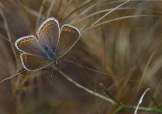 okgzl Mavi (Polyommatus icarus)