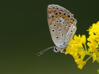 okgzl Mavi (Polyommatus icarus)