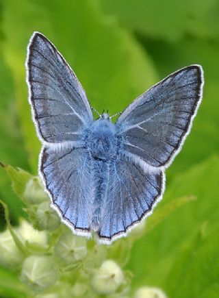 okgzl Amanda (Polyommatus amandus)