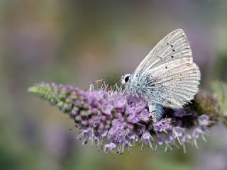 okgzl Dafnis (Polyommatus daphnis)