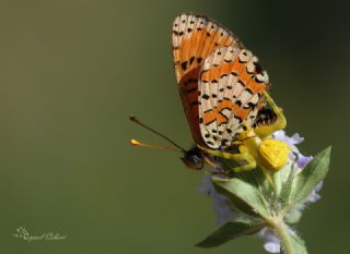 Kafkasyal parhan (Melitaea interrupta)