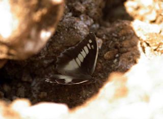 Cad (Chazara briseis)