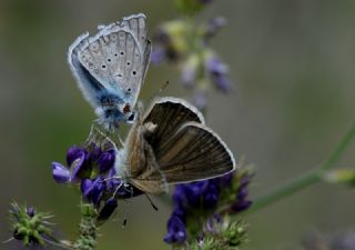 �okg�zl� Edon Mavisi&nbsp;(Polyommatus&nbsp;aedon)