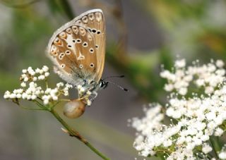 �okg�zl� Edon Mavisi&nbsp;(Polyommatus&nbsp;aedon)
