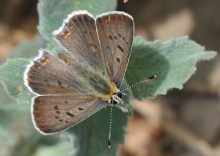 sli Bakr Gzeli (Lycaena tityrus)