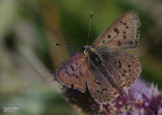 sli Bakr Gzeli (Lycaena tityrus)