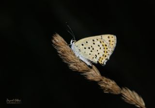 �sli Bak�r G�zeli&nbsp;(Lycaena&nbsp;tityrus)