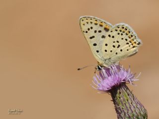 sli Bakr Gzeli (Lycaena tityrus)